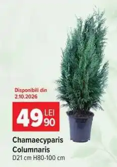 Carrefour Chamaecyparis Columnaris Ofertă