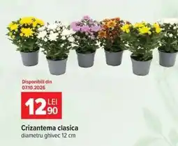 Carrefour Crizantema clasica Ofertă