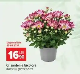 Carrefour Crizantema bicolora Ofertă