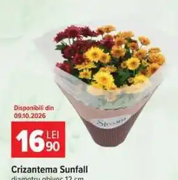 Carrefour Crizantema Sunfall Ofertă