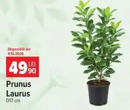 Carrefour Prunus Laurus Ofertă
