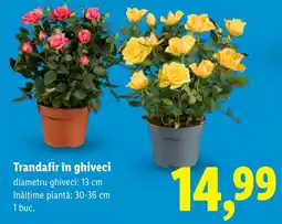 Lidl Trandafir în ghiveci Ofertă