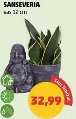 Penny Sanseveria Ofertă