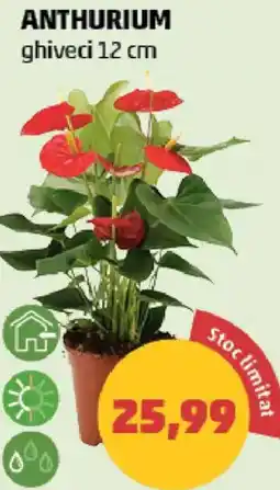 Penny Anthurium Ofertă