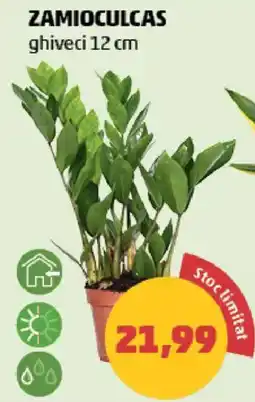 Penny Zamioculcas Ofertă