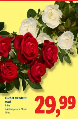 Lidl Buchet trandafiri maxi Ofertă