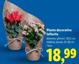 Lidl Plante decorative înflorite Ofertă