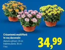 Lidl Crizantemă multifloră în coș decorativ Ofertă