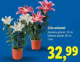 Lidl Crin oriental Ofertă