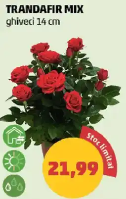 Penny Trandafir mix Ofertă