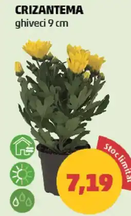 Penny Crizantema Ofertă