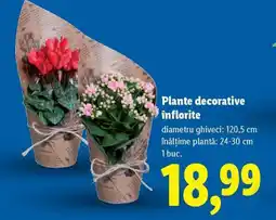 Lidl Plante decorative înflorite Ofertă