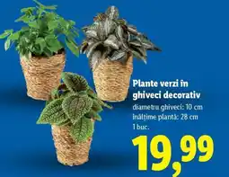 Lidl Plante verzi în ghiveci decorativ Ofertă