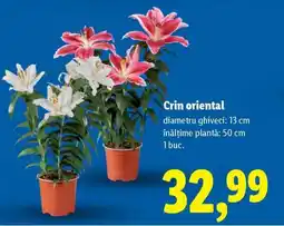Lidl Crin oriental Ofertă