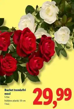 Lidl Buchet trandafiri maxi Ofertă