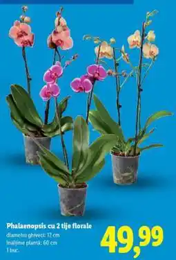Lidl Phalaenopsis cu 2 tije florale Ofertă