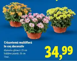 Lidl Crizantemă multifloră în coș decorativ Ofertă
