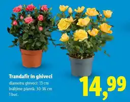 Lidl Trandafir în ghiveci Ofertă