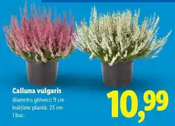 Lidl Calluna vulgaris Ofertă