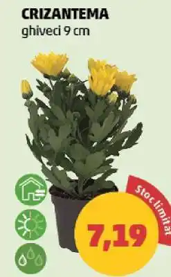 Penny Crizantema Ofertă