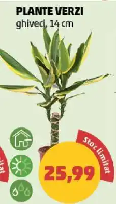 Penny Plante verzi Ofertă