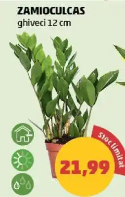 Penny Zamioculcas Ofertă