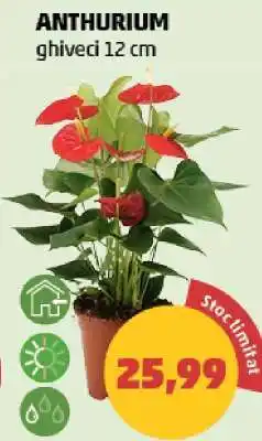 Penny Anthurium Ofertă