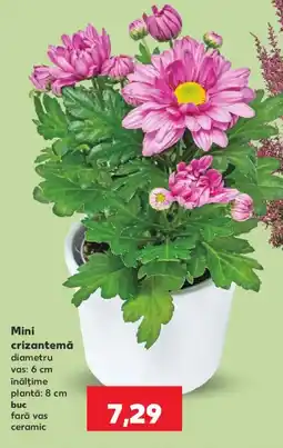 Kaufland Mini crizantemă Ofertă