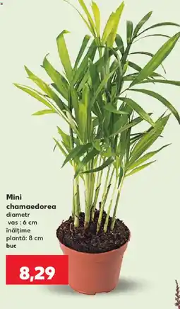 Kaufland Mini chamaedorea Ofertă