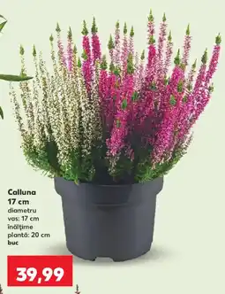 Kaufland Calluna Ofertă
