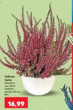 Kaufland Calluna twins Ofertă