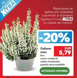 Kaufland Calluna mini Ofertă