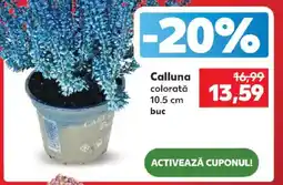 Kaufland Calluna colorată Ofertă