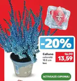 Kaufland Calluna colorată Ofertă