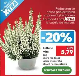 Kaufland Calluna mini Ofertă