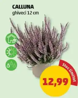 Penny Calluna Ofertă