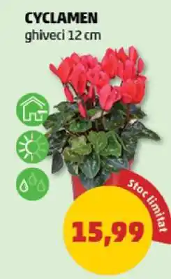 Penny Cyclamen Ofertă