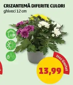 Penny CRIZANTEMĂ DIFERITE CULORI Ofertă