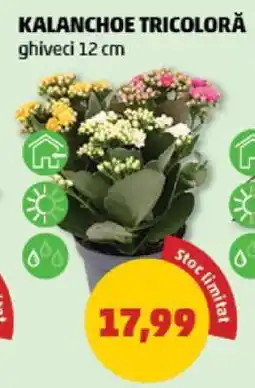 Penny Kalanchoe Tricoloră Ofertă