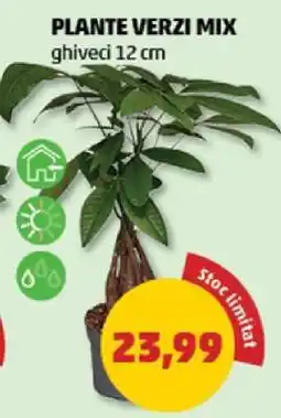 Penny Plante verzi mix Ofertă