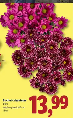 Lidl Buchet crizanteme Ofertă