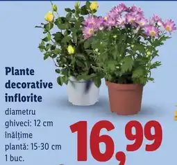 Lidl Plante decorative inflorite Ofertă