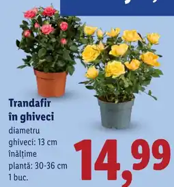 Lidl Trandafir în ghiveci Ofertă