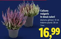 Lidl Calluna vulgaris Ofertă