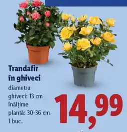 Lidl Trandafir în ghiveci Ofertă