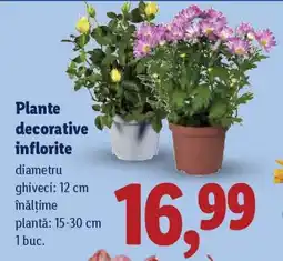Lidl Plante decorative înflorite Ofertă