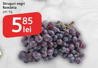 Struguri negri