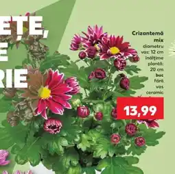 Kaufland Crizantema mix Ofertă
