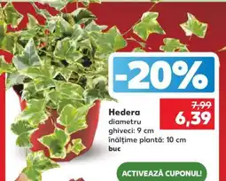 Kaufland Hedera Ofertă