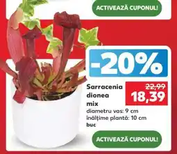 Kaufland Sarracenia dionea mix Ofertă